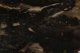 Polished Petrified Wood (Araucaria) Slab - Australia #212477-1